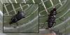 Calathus sp.